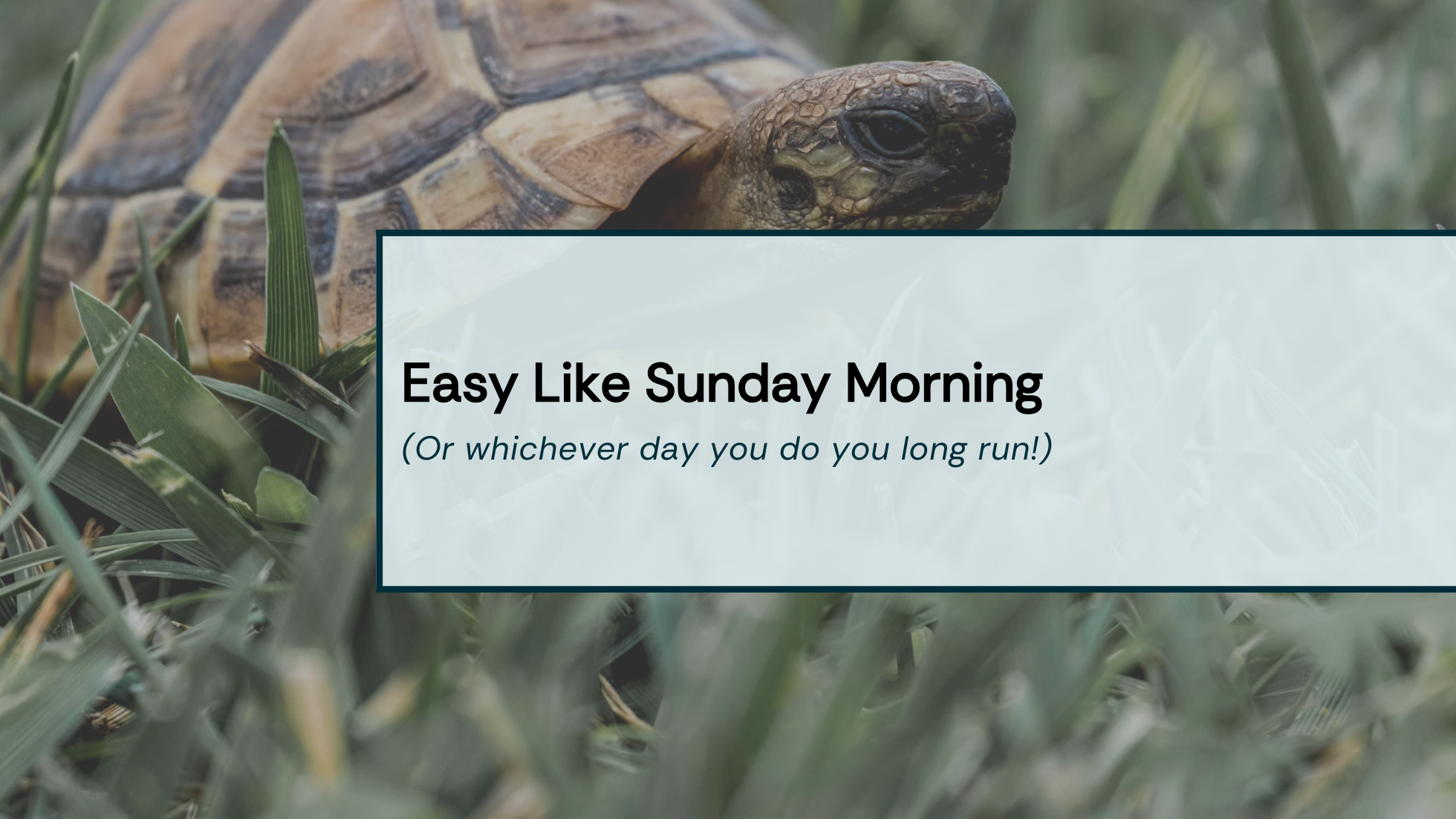 Slow Long Runs Image Title