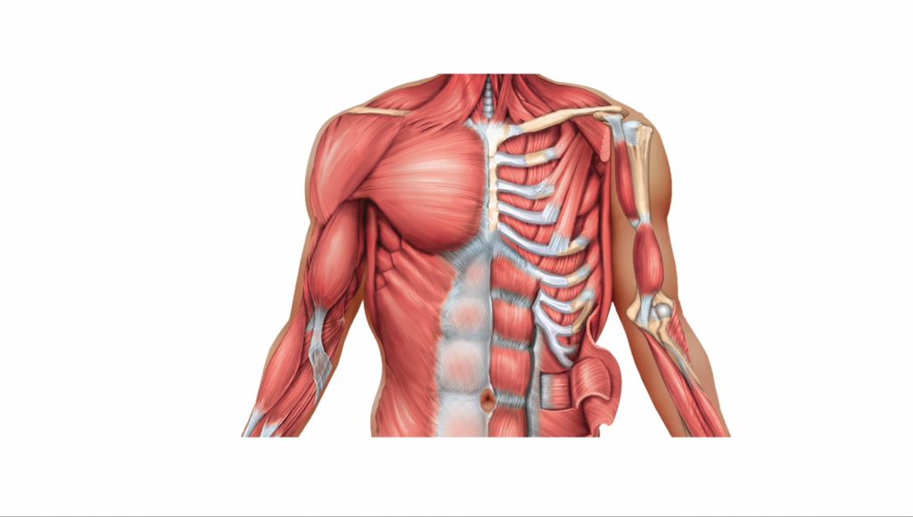Understanding the Muscles of the Chest and Torso-blog post
