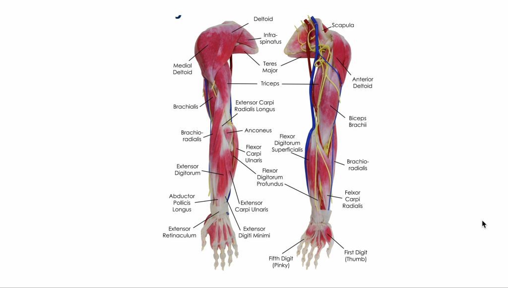 Understanding Arm Anatomy for Runners-blog post