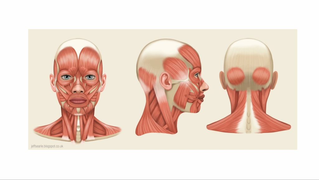 Neck and Head Anatomy - Posture, Pain, and Performance-blog post